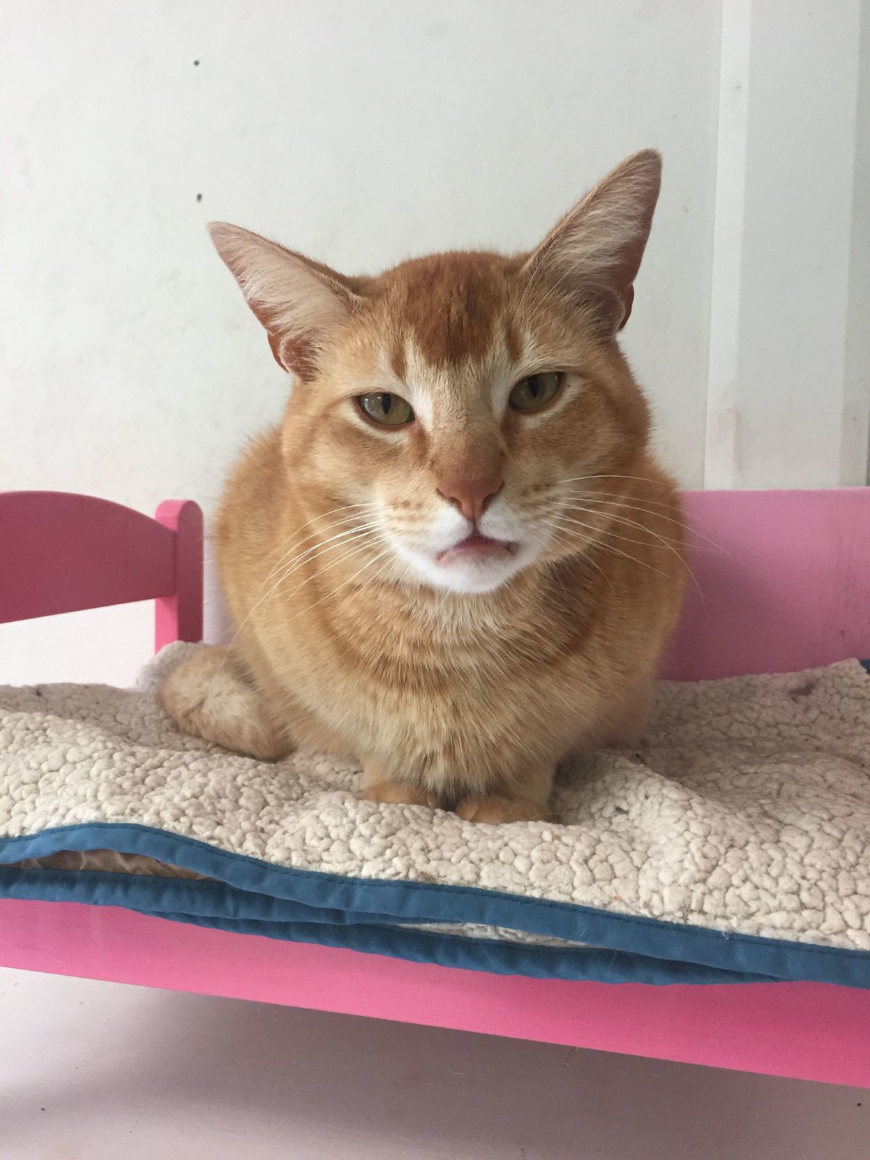 Archie